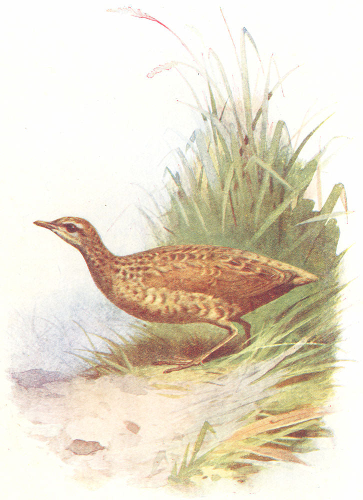 BIRDS. Landrail  1901 old antique vintage print picture